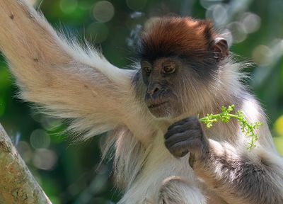 Ugandan red colobus / Oegandese rode franjeaap
