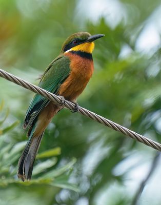 Cinnamon-chested bee-eater / Bergbijeneter