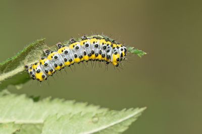 Diloba caeruleocephala / Krakeling