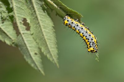 Diloba caeruleocephala / Krakeling
