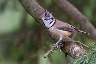 Crested Tit / Kuifmees
