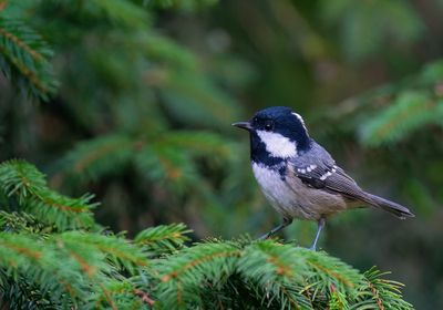 Coal tit / Zwarte mees