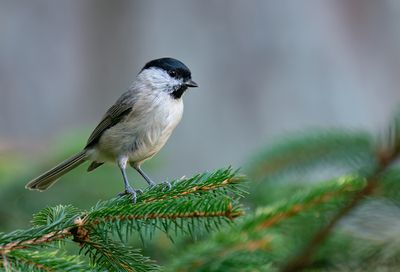 Marsh tit / Glanskop