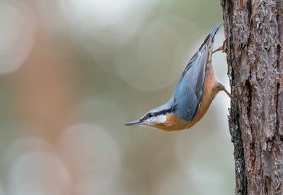 Nuthatch / Boomklever