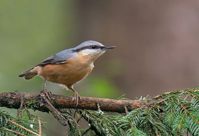 Nuthatch / Boomklever
