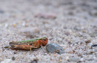 Woodland Grasshopper / Zwart wekkertje