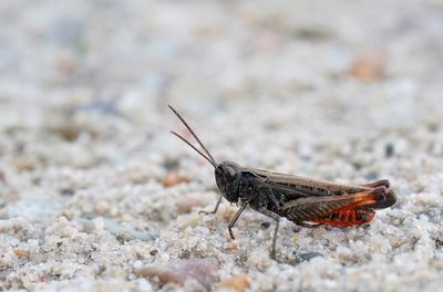 Woodland Grasshopper / Zwart wekkertje