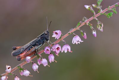 Woodland Grasshopper / Zwart wekkertje