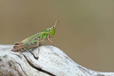 Lesser Toothed Grasshopper / Schavertje