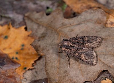 Owlet moths (Noctuidae), Uilen