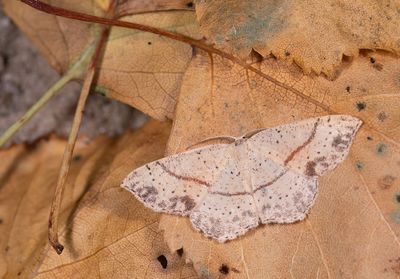 Geometrid moths (Geometridae), Spanners