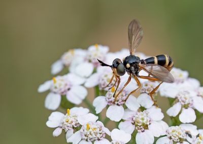 Conops quadrifasciatus / Zilveren blaaskop