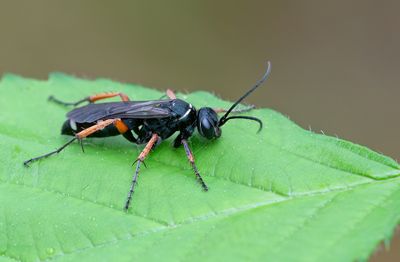 Episyron albonotatum / Witte roodpootspinnendoder