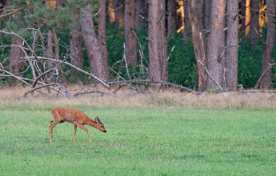 Roe deer / Ree