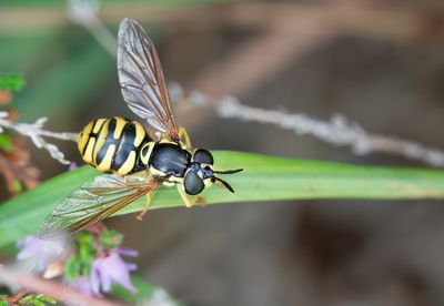 Chrysotoxum octomaculatum / Heidefopwesp