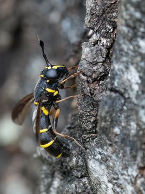 Ceriana conopsoides / Normale fopblaaskop