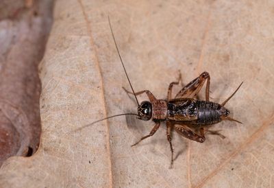 Nemobius sylvestris / Boskrekel