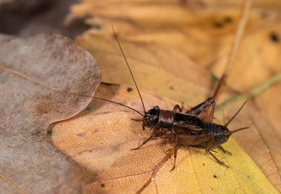 Nemobius sylvestris / Boskrekel