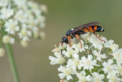 Ichneumon sarcitorius