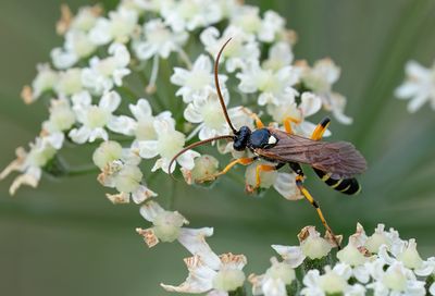 Ichneumon sarcitorius