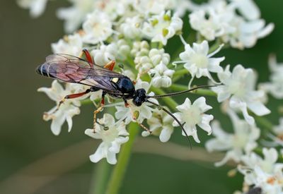 Ctenichneumon panzeri 