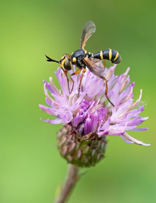 Conops scutellatus / Slanke blaaskop