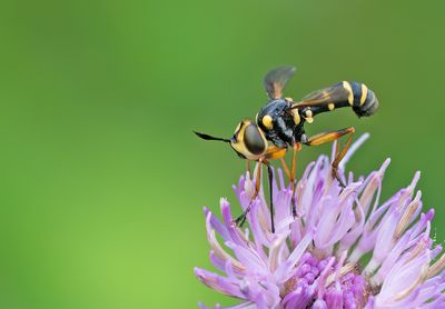 Conops scutellatus / Slanke blaaskop