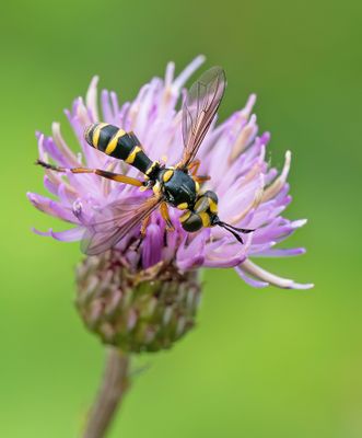 Conops scutellatus / Slanke blaaskop