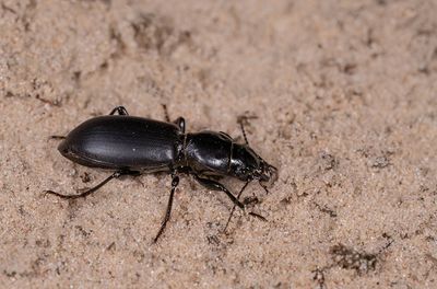 Broscus cephalotes / Dikkopzandgraver