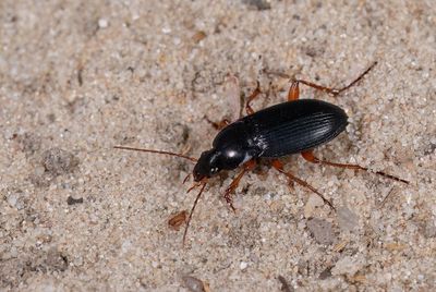 Calathus erratus / Zandtandklauw