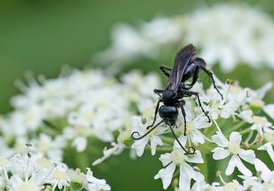 Anoplius nigerrimus / Zwarte borstelspinnendoder