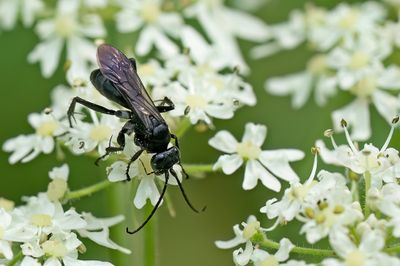Anoplius nigerrimus / Zwarte borstelspinnendoder