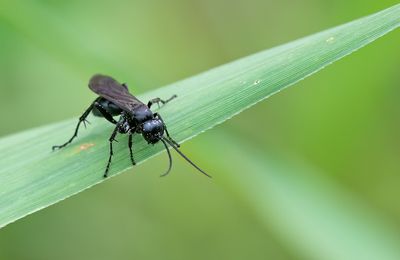 Anoplius nigerrimus / Zwarte borstelspinnendoder