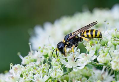 Ectemnius lituratus