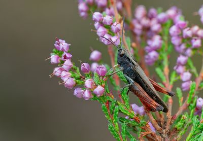 Woodland Grasshopper / Zwart wekkertje