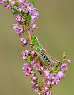 Meadow Grashopper / Krasser