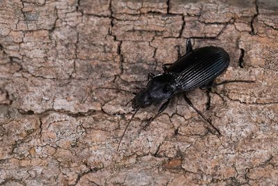 Pterostichus niger / Grote zwartschild