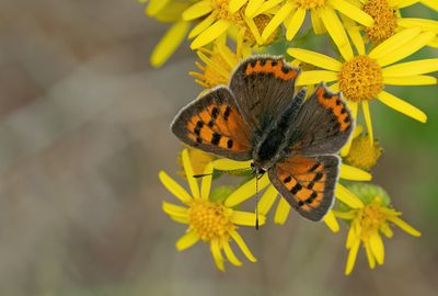 Small Copper / Kleine vuurvlinder