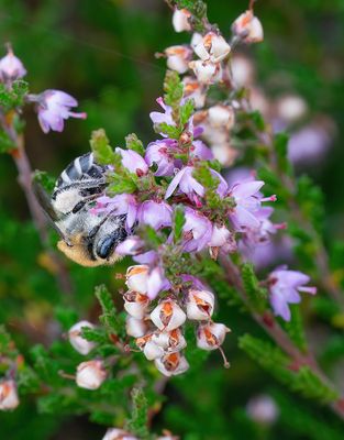 Colletes succinctus / Heizijdebij