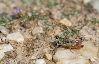 Mottled Grasshopper / Knopsprietje