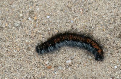Lasiocampid moths (Lasiocampidae), Spinners