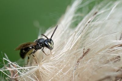 Hylaeus communis / Gewone maskerbij