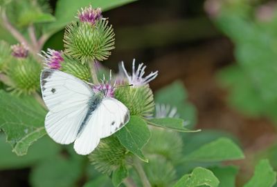 Greene-veined white / Klein geaderd witje