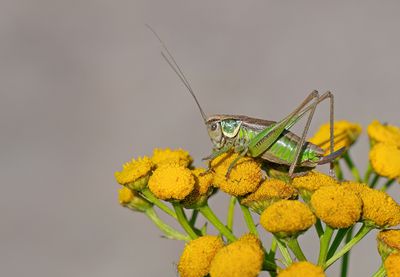 Roesel's Bush-cricket / Greppelsprinkhaan