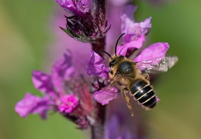 Melitta nigricans / Kattenstaartdikpoot