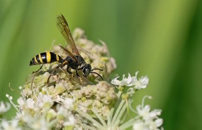 Vespoidea (Wasps / Wespen)