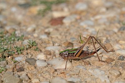 Bog Bush-cricket / Heidesabelsprinkhaan