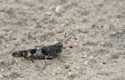 Blue-winged grasshopper / Blauwvleugelsprinkhaan