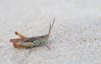 Bow-winged grasshopper / Ratelaar