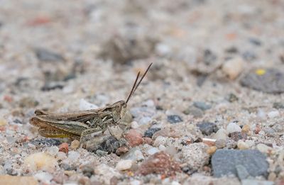Lesser field grasshopper / Snortikker